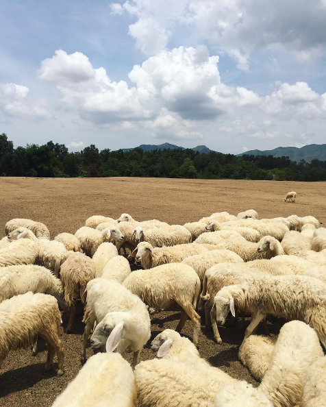 Theo tìm hiểu của PV Kiến Thức, ở khu vực này có khoảng 3 đàn cừu, mỗi đàn chừng 150 chú cừu được thả để ăn cỏ và phục vụ nhu cầu chụp ảnh của các vị khách. Ảnh: mintuel.