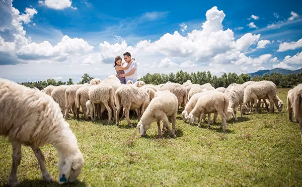 Một thiên đường cho các cặp đôi chụp ảnh cưới chẳng khác gì những thảo nguyên bên trời Âu lại vô cùng gần Sài Gòn. Phí chụp hình ở đây dao động từ 50 - 100.000 đồng/lượt tùy nhóm khách chụp hình cưới hay chụp hình lưu niệm. Ảnh: huynhngocuyenphuong.