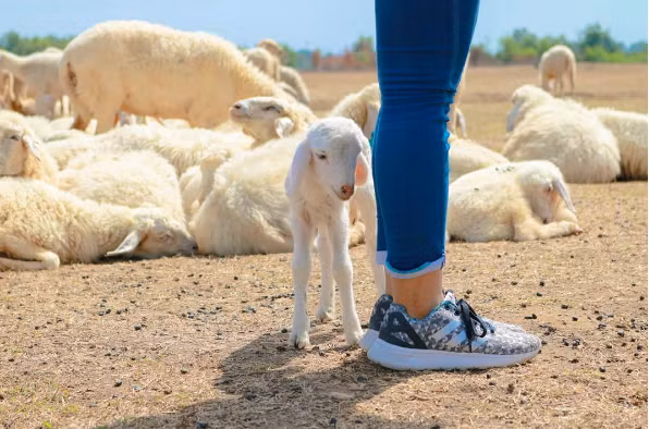 Đồng cừu Suối Nghệ nằm trên con đường Phước Tân – Hội Bài, đoạn ngang qua xã Suối Nghệ, huyện Châu Đức. Cánh đồng cừu Vũng Tàu hình thành từ một khu đất trống khô cằn, quanh năm nắng cháy da. Ảnh: maiingaa