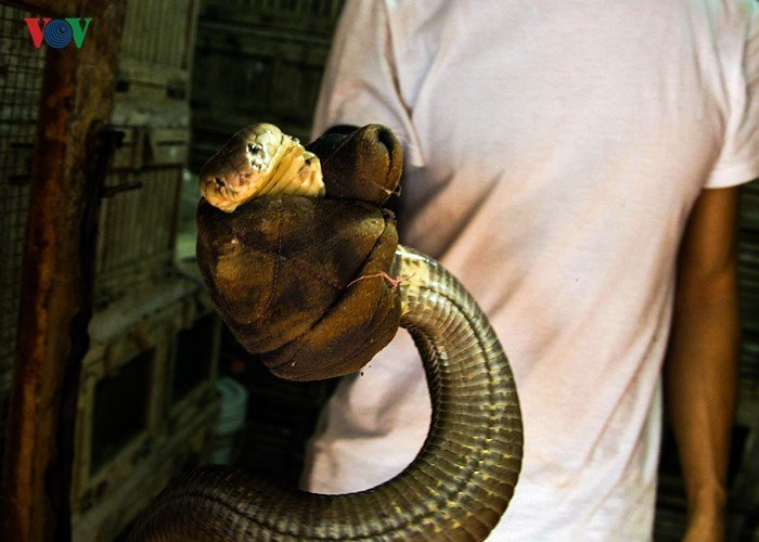 Rắn bán cho các thương lái về cung cấp cho các nhà hàng, rắn bán làm giống hoặc để ngâm rượu, một nguồn lớn cũng được các thương lái Trung Quốc sang tận nơi mua.