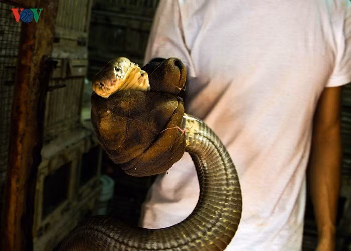 Rắn bán cho các thương lái về cung cấp cho các nhà hàng, rắn bán làm giống hoặc để ngâm rượu, một nguồn lớn cũng được các thương lái Trung Quốc sang tận nơi mua.