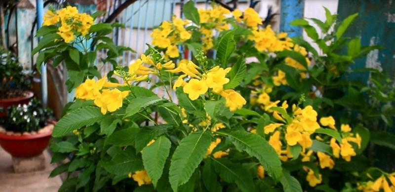 Bên ngoài bố mẹ anh chàng trồng thêm hoa cho tươi sáng.