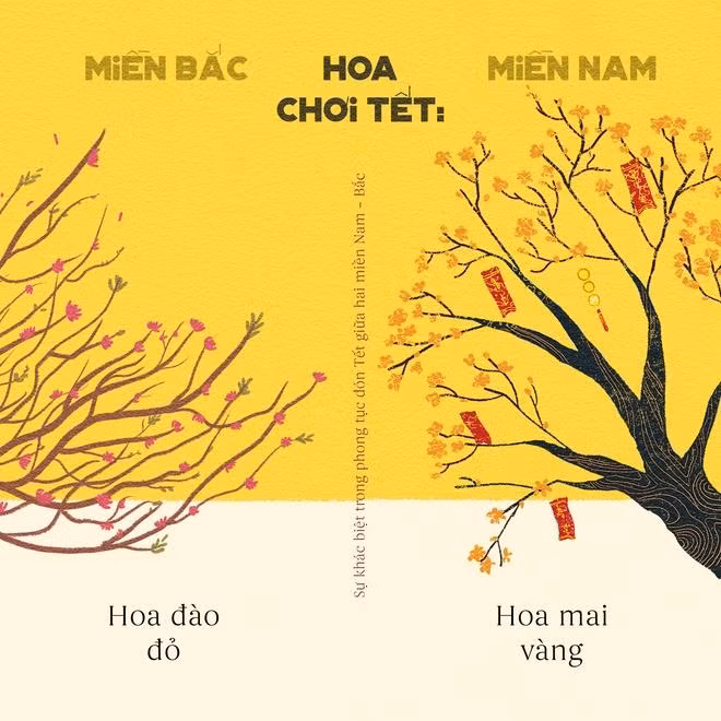 Miền Nam đón Tết rực cháy hoa mai, còn miền Bắc nồng ấm hoa đào.