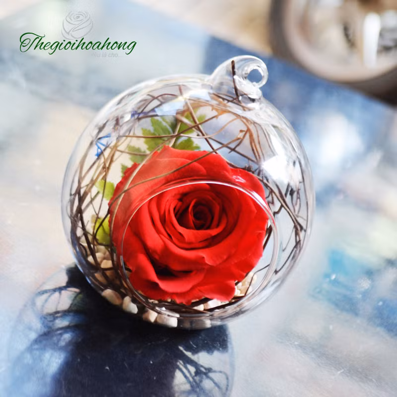 Thời gian qua, phong trào nuôi cây teranium đang trở thành trào lưu khá hot trong giới trẻ và đây cũng là món quà được nhiều cánh mày râu lựa chọn để tặng cho người mình yêu.