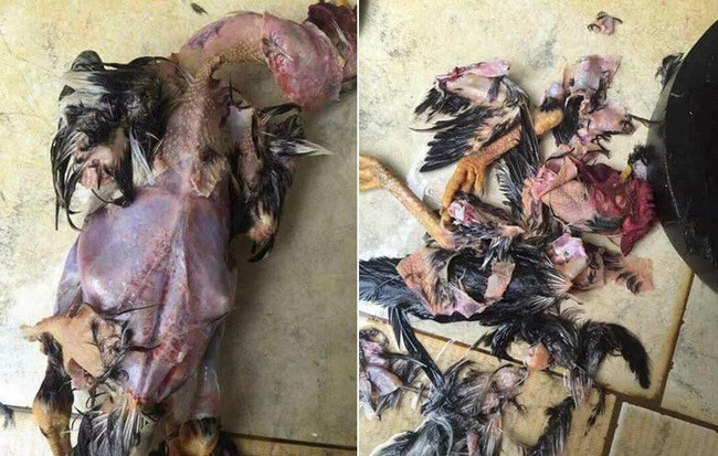 Hy vọng sau lần thực hành sai quá sai này, nàng dâu trẻ sẽ biết cách chặt gà và học thêm chuyện bếp núc để không gặp phải những chuyện cười ra nước mắt như thế này nữa.