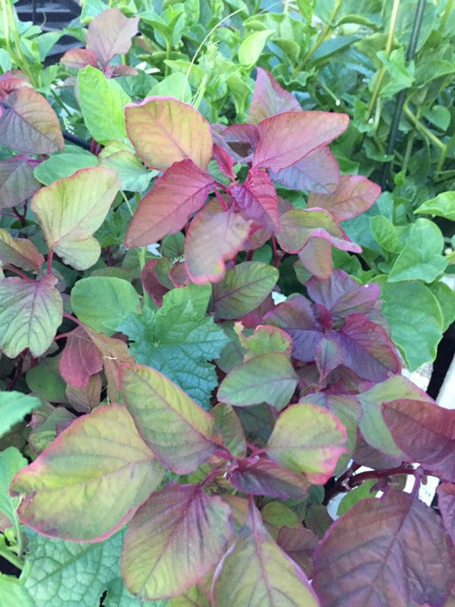 Nói chung vườn nhà đủ cung cấp rau xanh, cho bữa ăn hàng ngày của gia đình chị.