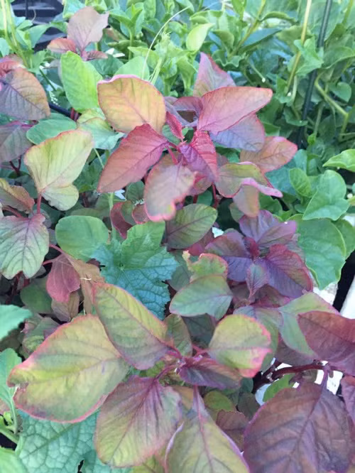 Nói chung vườn nhà đủ cung cấp rau xanh, cho bữa ăn hàng ngày của gia đình chị.