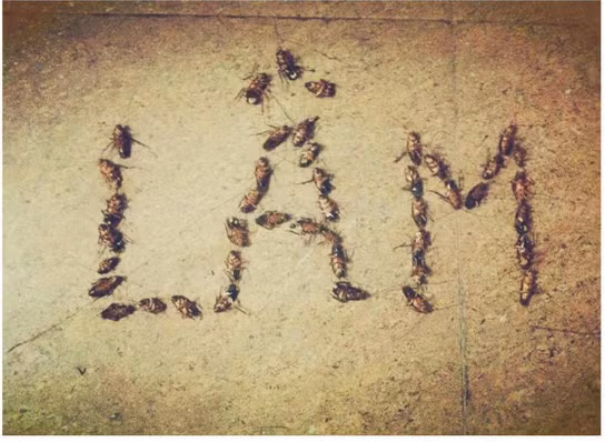 Sau khi chiêm ngưỡng bức hình, cư dân mạng cũng thi nhau khoe "thành phẩm" của mình đối với những con vật bị ghét bỏ như muỗi hay gián.