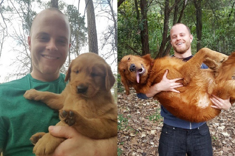 Chú chó này thì "Ngơ ngơ như bò đội nón" từ lúc bé cho tới lớn...