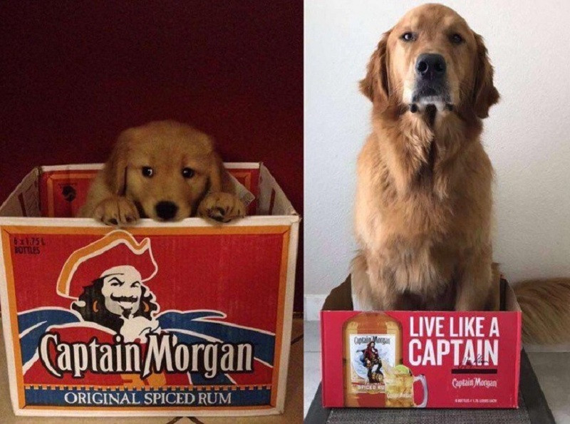 Ngày xưa còn trốn được trong hộp giấy nhưng giờ thì không thể. Đó là điều khiến các "boss" khá buồn.