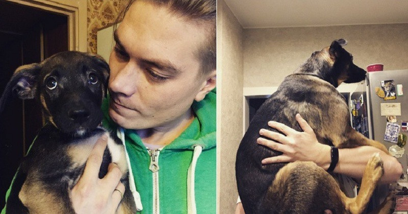 Khi cún cưng còn nhỏ cứ ngỡ đang ôm cục bông trong tay. Ai ngờ lúc nó lớn lên tưởng đâu đang ôm người tuyết khổng lồ.