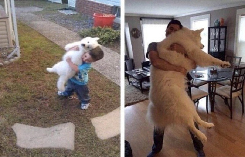 Tuy nhiên mới đây, CĐM đã khiến trào lưu khoe ảnh xưa cũ tăng thêm phần phong phú khi thi nhau khoe ảnh vật nuôi lớn dần theo thời gian.