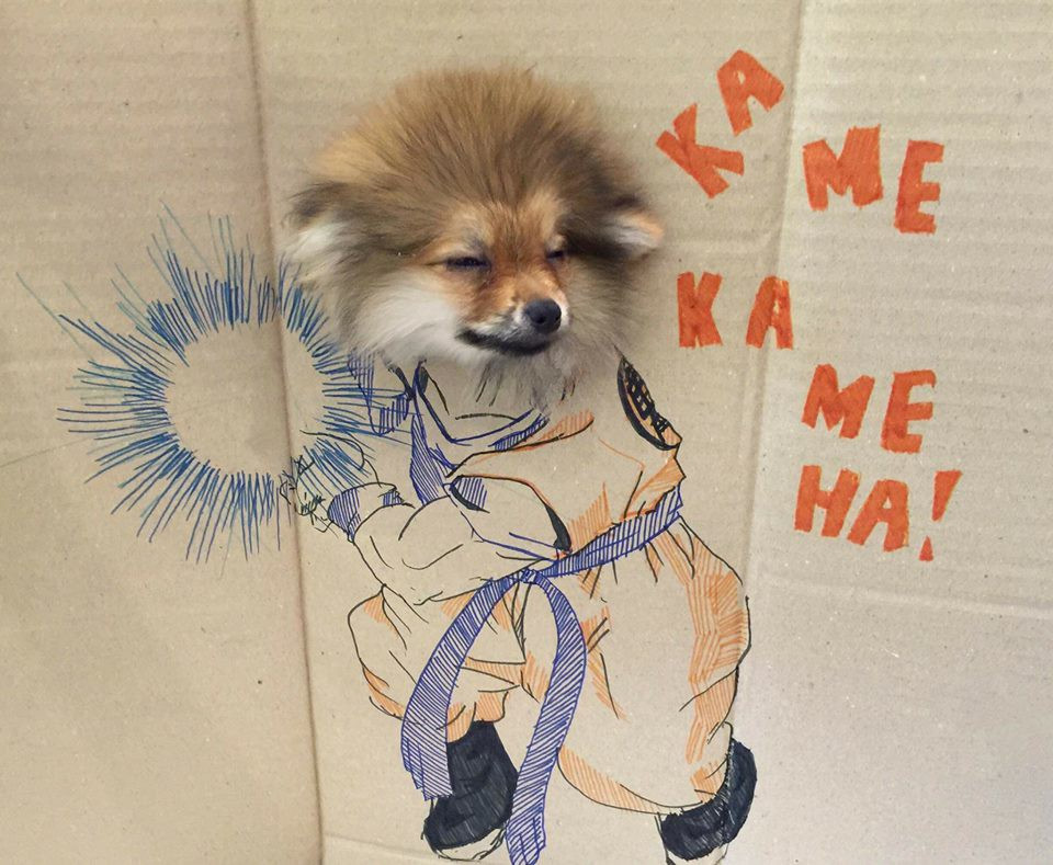 Hay nickname Kem Su Ko chia sẻ rằng: "Trông yêu ghê nhưng nhìn mặt boss có vẻ tội tội. Người ta buồn ngủ không mở nổi mắt ra rồi mà còn bắt người ta đi chụp ảnh, tệ ghê".