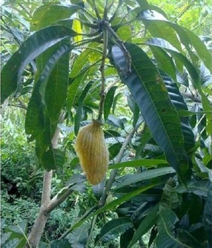 Dù có ngăn cấm thế nào nhưng nhà nào có cây xoài cũng trở thành tâm điểm thu hút sự tụ tập của những tên "trộm xoài" siêu dễ thương.