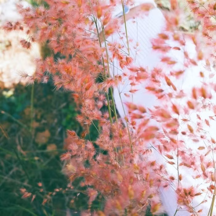 Cỏ hồng (hay còn gọi là cỏ đuôi chồn) thường mọc thành từng cụm, thân thẳng đứng vươn cao lên trời như ngọn phi lao. Cứ đến thời khắc giao mùa, Đà Lạt phủ lên mình tiết trời đầu đông – khi cơn gió bắt đầu réo rích se lạnh thì mùa cỏ hồng lại nở rộ khắp sườn đồi cao nguyên. Ảnh: Chung Lee