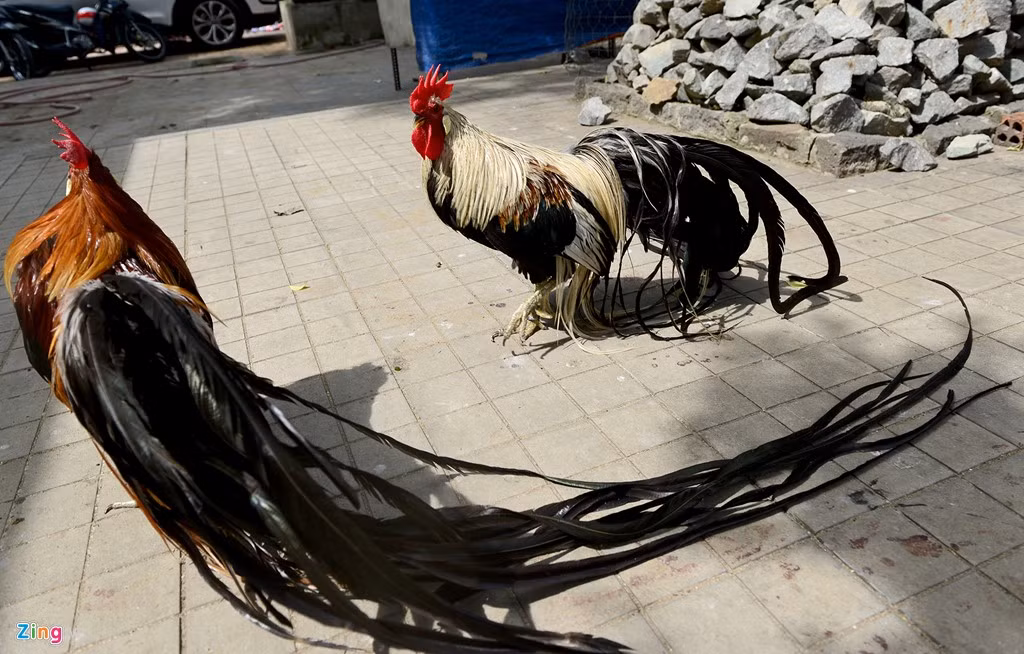 Giá mỗi cặp gà đuôi dài trưởng thành là 65 triệu đồng. Gà con 1 tháng tuổi anh Hồng đang bán 2 triệu đồng/con. “So với giá gà Onagadori tại Hà Lan, theo tôi khảo sát thì 1 con đuôi dài khoảng 1,5 m đã 65 triệu đồng, chưa tính tiền phí vận chuyển”, chủ trại gà này cho biết.