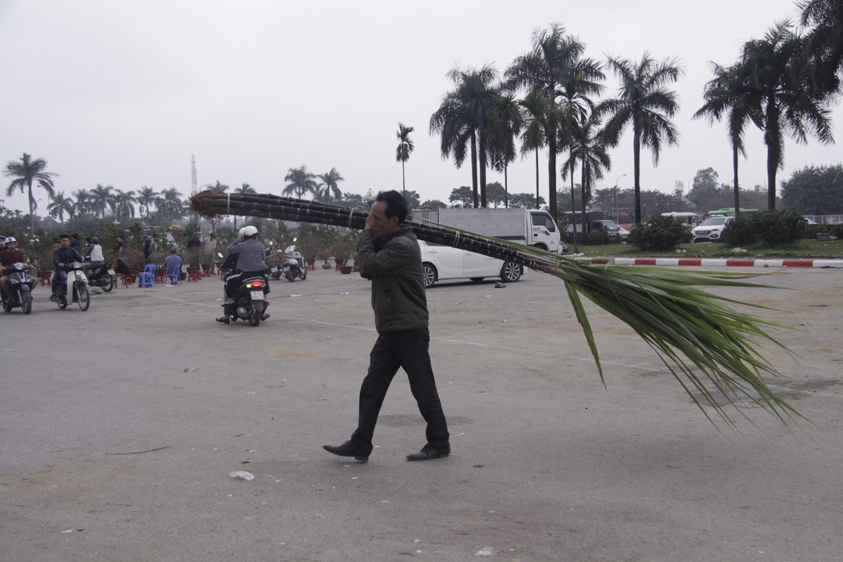 Chiều 30 Tết trên các con phố ở Hà Nội những bó mía to đã được một số tiểu thương chuyển về để bán cho người dân trong đêm Giao thừa.