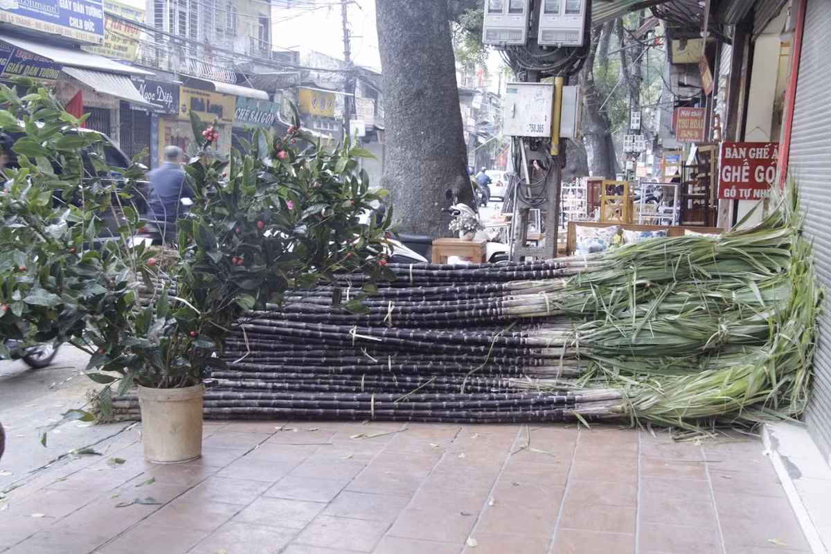 Những bó mía lớn được các tiểu thương chuyển về trước khi trang trí bằng nơ đỏ.