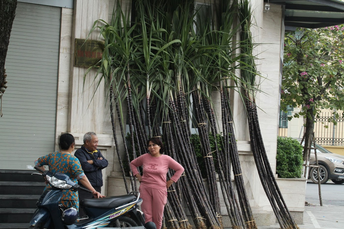 Vì lẽ này mà dịp Tết, nhu cầu sử dụng mía tăng cao, đặc biệt là các cây mía đẹp còn nguyên ngọn lá gốc rễ.