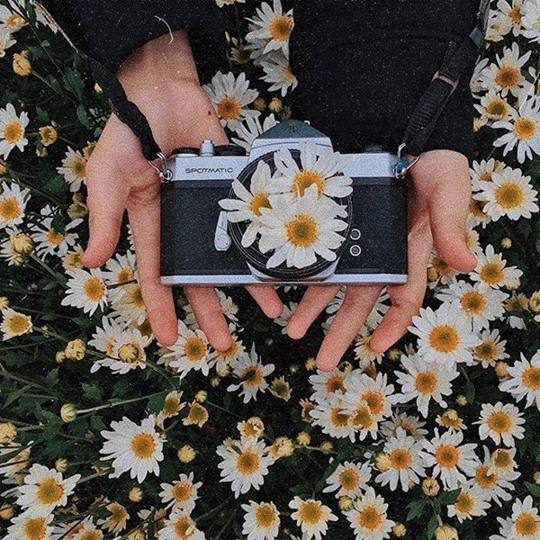 Cúc họa mi chỉ có trong vòng 2 tuần, nó chợt đến rồi chợt đi khiến lòng người Hà Nội trở nên xao xuyến cách lạ kì.