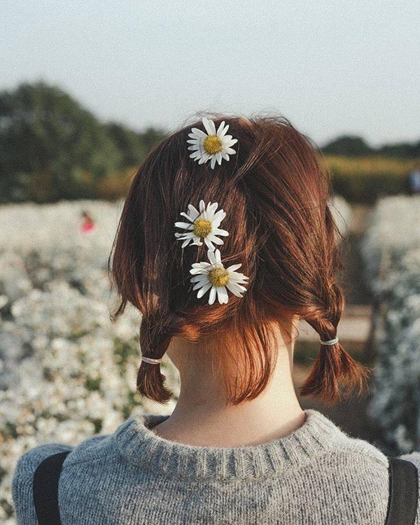 Cùng ngắm nhìn những bức ảnh cực đẹp về cúc họa mi dù loài hoa vẫn chưa tới mùa.