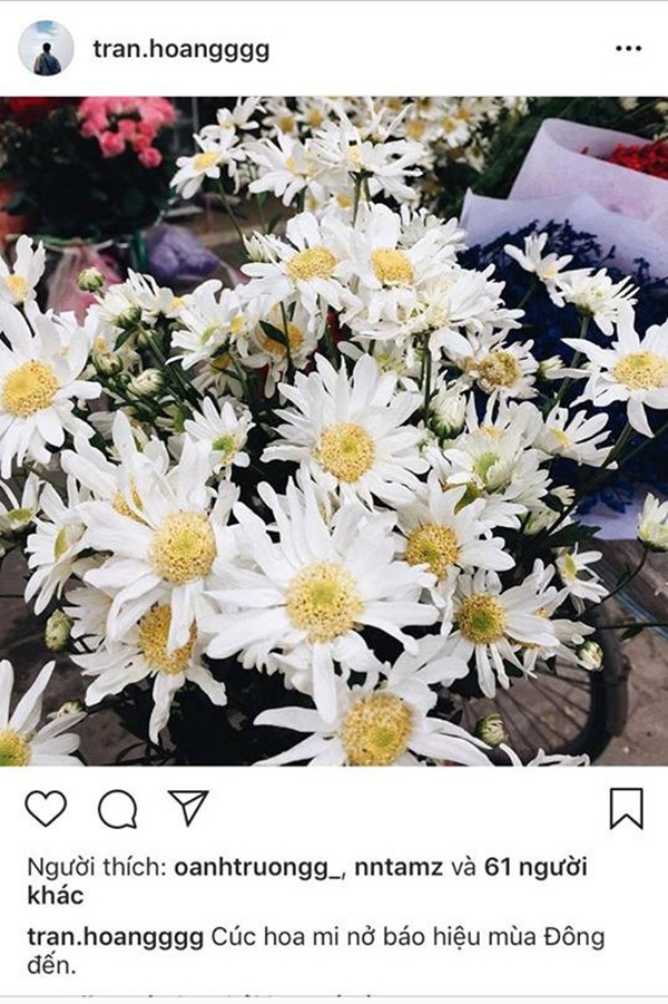 Sở hữu một vẻ đẹp dịu dàng, tinh khôi nhưng không kém phần hoang dại, cúc họa mi khiến nhiều người rạo rực chờ mong.