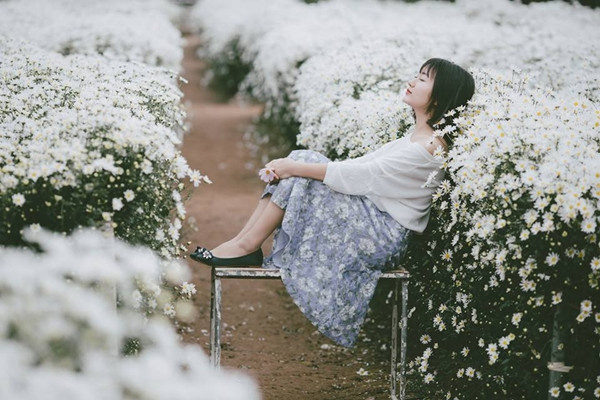 Mỏng manh và tinh khiết, mùa cúc họa mi đến nhanh nhưng cũng đi thật nhanh. Thông thường, cúc họa mi chỉ nở rộ từ 2-3 tuần vào tháng 11.