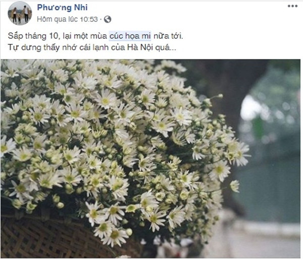 Được trồng chủ yếu ở những vùng ven quanh Hà Nội, cúc họa mi là một trong những loài hoa đặc sản của Thủ đô, nhắc về hoa cúc họa mi là nghĩ ngay về Hà Nội những sớm đầu đông.