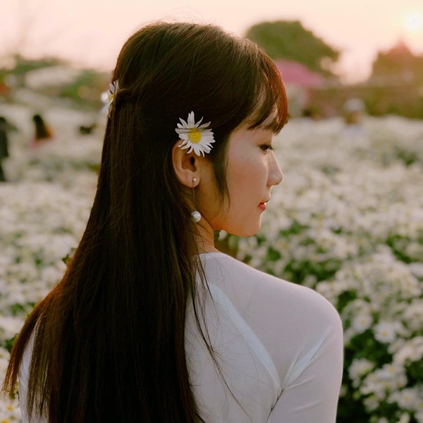 Chính vẻ tinh tuyền của mình mà cúc họa mi được nhiều bạn nữ yêu thích và mong chờ.