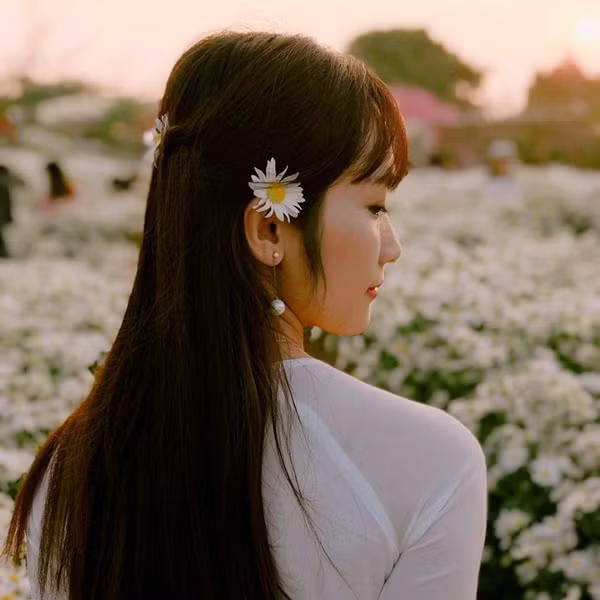 Chính vẻ tinh tuyền của mình mà cúc họa mi được nhiều bạn nữ yêu thích và mong chờ.