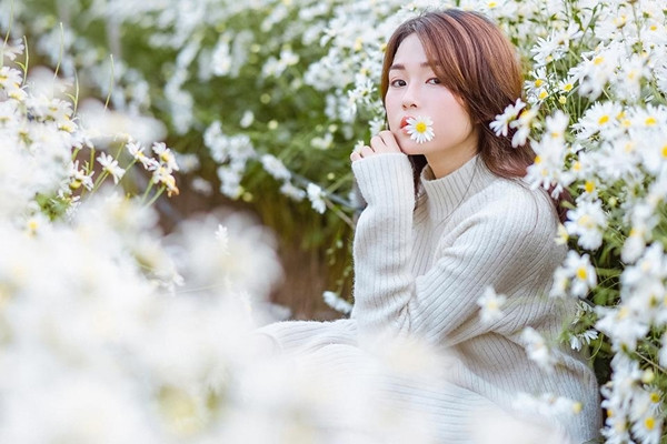 Như đã biết, cúc họa mi hay hoa cúc dại là loài hoa nhỏ có màu trắng ngần, thường nở khi xuất hiện ánh nắng ban mai và khép cánh khi chiều tà.