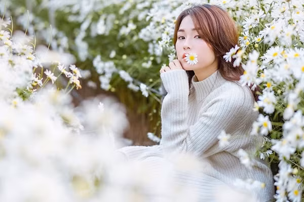 Như đã biết, cúc họa mi hay hoa cúc dại là loài hoa nhỏ có màu trắng ngần, thường nở khi xuất hiện ánh nắng ban mai và khép cánh khi chiều tà.