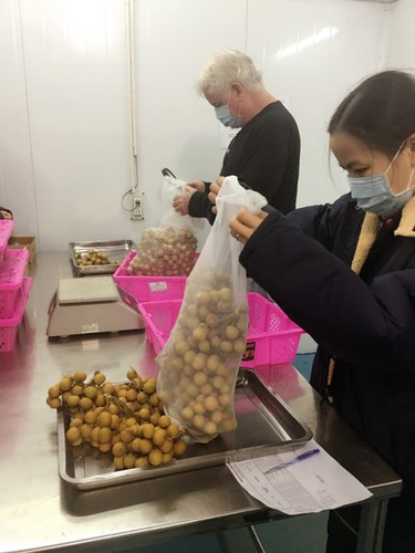 Các chuyên gia của Mỹ đang kiểm tra từng chùm nhãn xuất khẩu trong nhà máy chiếu xạ tại Việt Nam. (Ảnh: Pháp luật TP HCM)