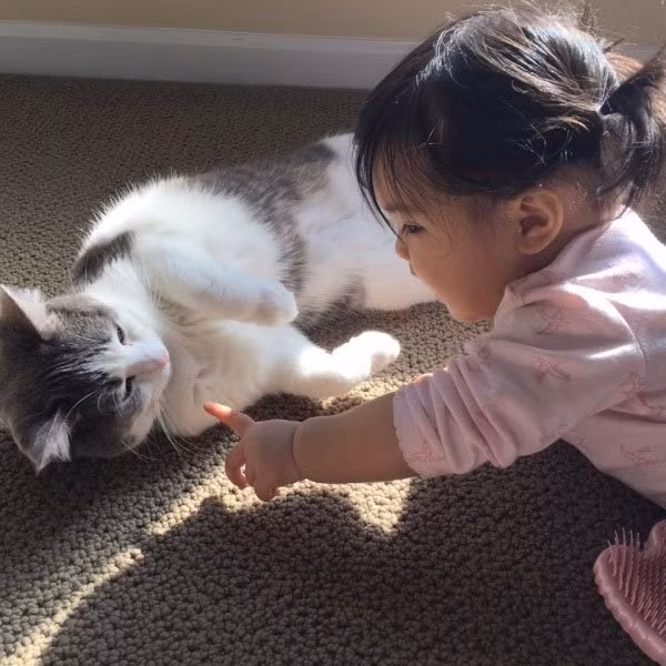 Tiet lo cuc phan kich voi nguoi hay noi chuyen voi cho, meo