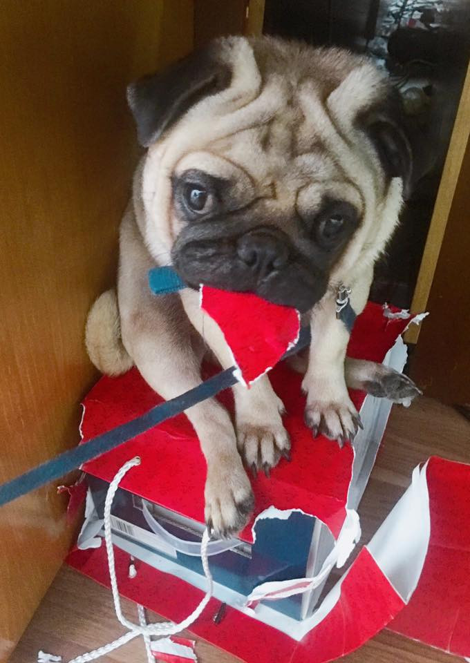 Theo nhiều dân mạng phỏng đoán chắc chủ nhân của chiếc xe trên đã để lại mùi gì đó mà đàn chó yêu thích nên chúng mới cắn xé cái yên như vậy. Bình thường nhiều nhà có chó cũng phá nhưng không đến nông nỗi này.