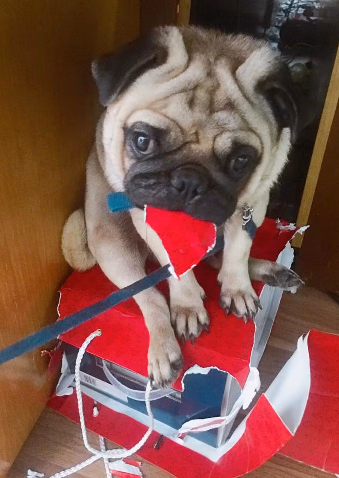 Theo nhiều dân mạng phỏng đoán chắc chủ nhân của chiếc xe trên đã để lại mùi gì đó mà đàn chó yêu thích nên chúng mới cắn xé cái yên như vậy. Bình thường nhiều nhà có chó cũng phá nhưng không đến nông nỗi này.