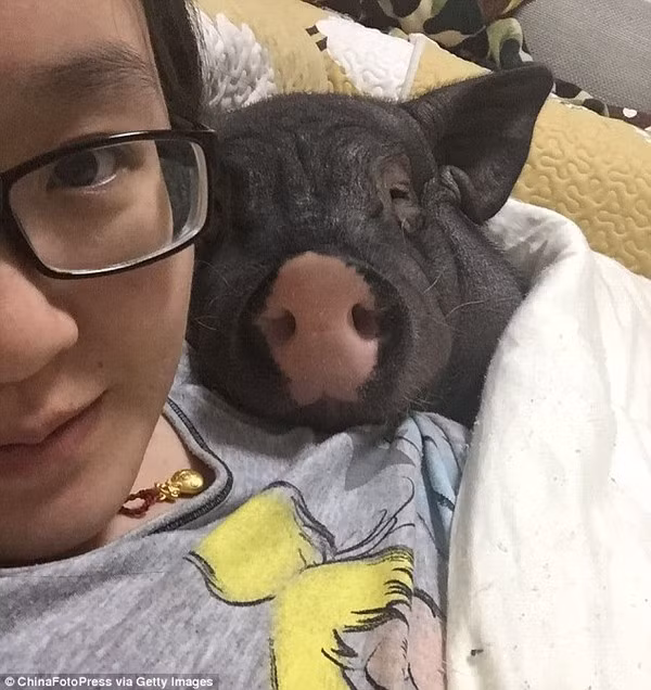 Chuyện ngủ với động vật như chó với mèo là điều không hiếm thế nhưng việc để những loài vật hoang dã như lợn, sư tử hoặc hổ lên giường chung là điều ít ai dám làm.