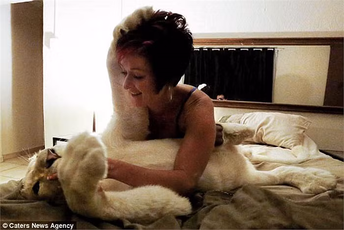 Annel Snyman nuôi Timba như một vật nuôi cưng trong nhà và thường ăn chung, ngủ chung với chú sư tử này trên giường và sofa.