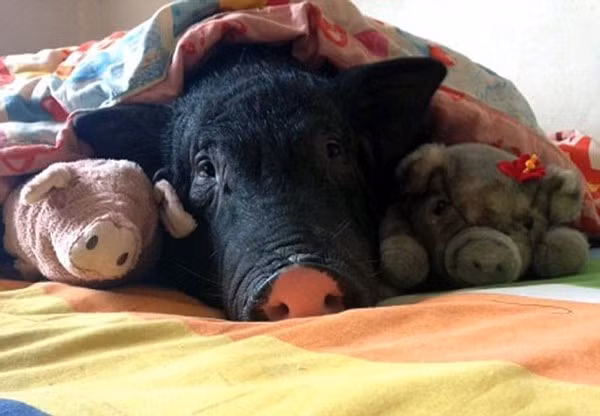 Cũng theo chia sẻ trên trang cá nhân của mình, Chou cho rằng chú lợn đen chẳng khác gì một thành viên trong gia đình và cô rất thích cho nó ngủ cùng giường với mình. Chồng của Chou dường như cũng nhận ra được sự "thiên vị" mà cô dành cho chú lợn cưng nhưng anh vẫn kiên nhẫn chịu đựng sở thích khác thường của vợ.