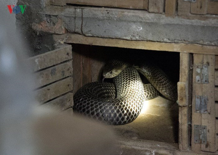 Rắn thịt được chia làm ba loại: Loại một từ 1,5 kg/con trở lên giá khoảng 700.000 đồng/kg; loại hai nặng 1-1,4 kg/con giá 600.000 đồng/kg; loại ba dưới một kg/con giá 500.000 đồng/kg. Trong khi đó, giá trứng rắn là 90.000 đồng/quả. Nhiều hộ mỗi năm kiếm được cả tỷ đồng từ nuôi rắn.