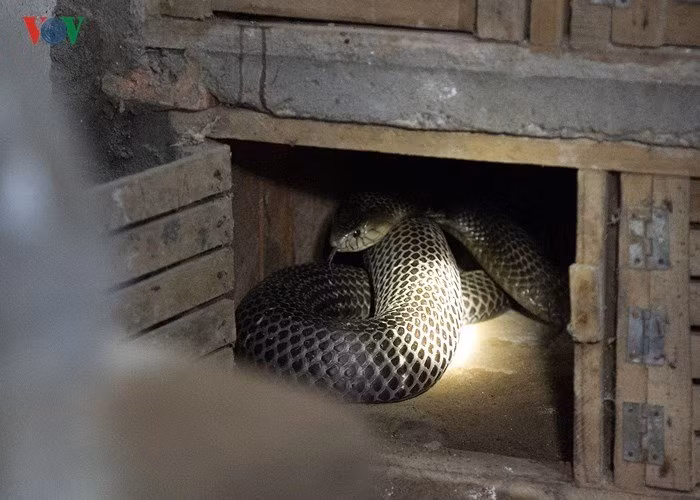 Rắn thịt được chia làm ba loại: Loại một từ 1,5 kg/con trở lên giá khoảng 700.000 đồng/kg; loại hai nặng 1-1,4 kg/con giá 600.000 đồng/kg; loại ba dưới một kg/con giá 500.000 đồng/kg. Trong khi đó, giá trứng rắn là 90.000 đồng/quả. Nhiều hộ mỗi năm kiếm được cả tỷ đồng từ nuôi rắn.