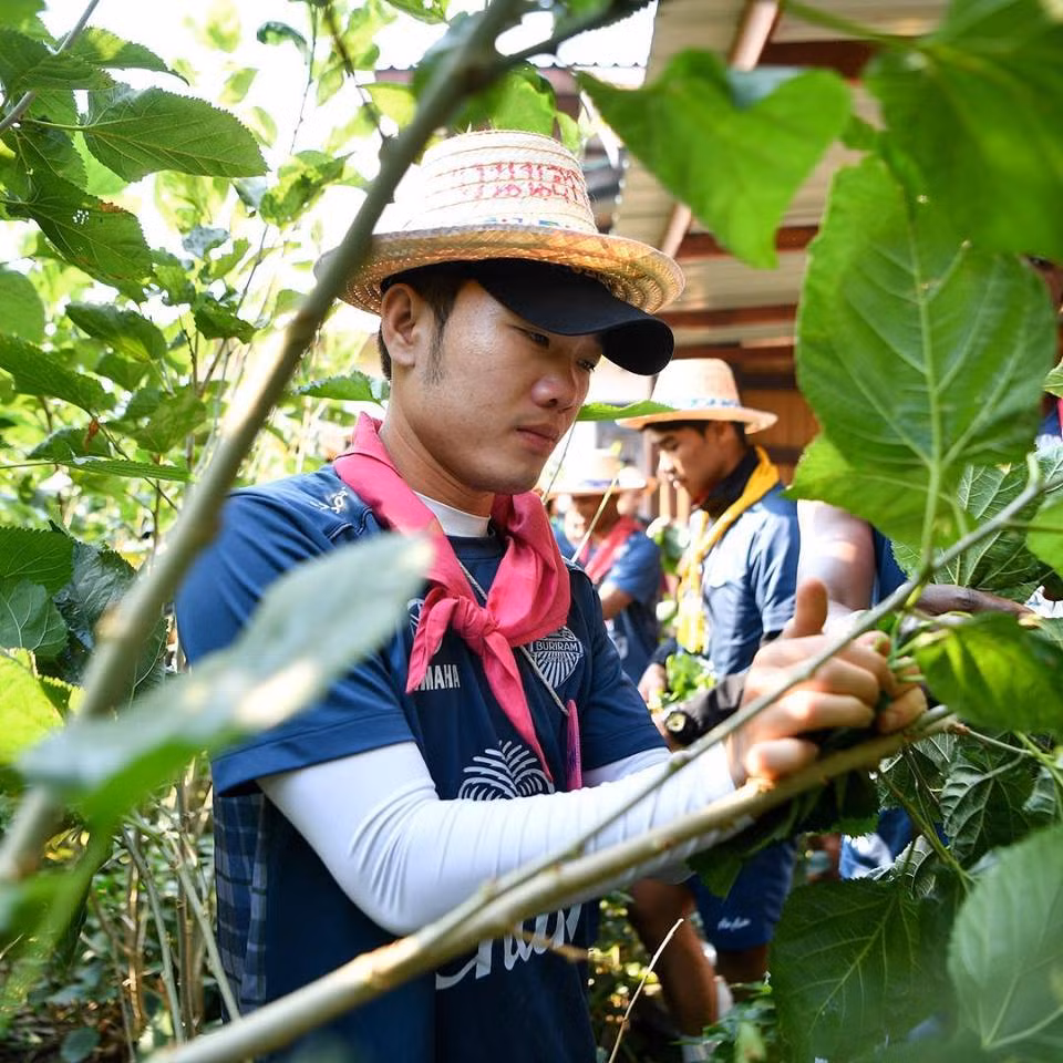 Trong nhiều ngày qua, dễ thấy tiền vệ đội tuyển Việt Nam là cầu thủ được quan tâm nhiều nhất trên kênh chính thức của Buriram United.