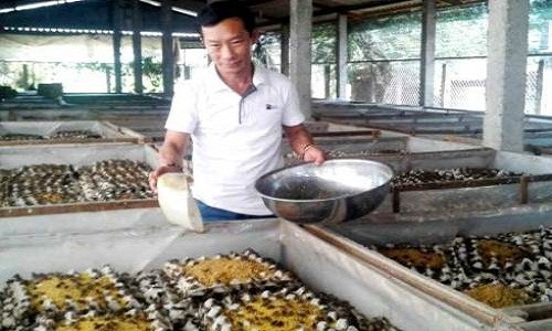 Anh Dũng chăm sóc đàn dế tại trang trại. Ảnh: Hoàng Nam.