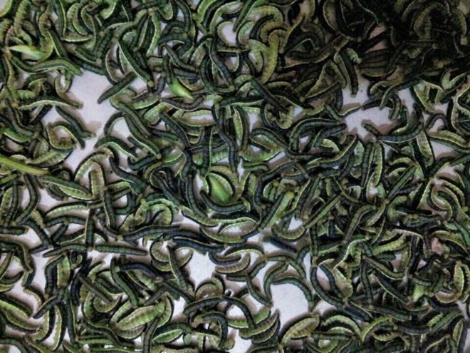 Tuy nhiên số khác chỉ nhìn thấy thôi đã nổi hết da gà, giật mình và chẳng tưởng tượng nổi khoảnh khắc đưa nó lên miệng sẽ như thế nào với những món ăn kinh dị nhìn thôi đã phát hoảng này.