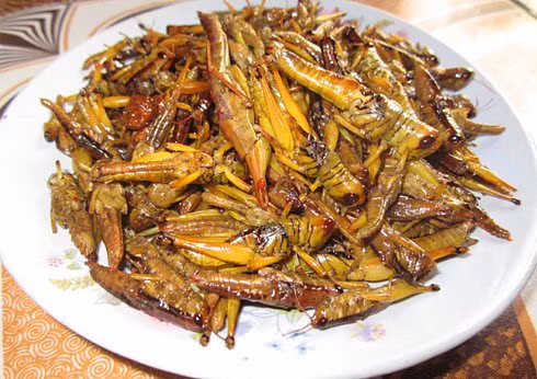 Những ngày đầu Hè đến mùa lúa chín sẽ có châu chấu. Châu chấu là món ăn bổ dưỡng, phù hợp với cánh đàn ông khi ngồi trên bàn nhậu. Nó thường được rang lá chanh, xào sả ớt hay thậm chí là lẩu châu chấu đều rất thơm ngon.