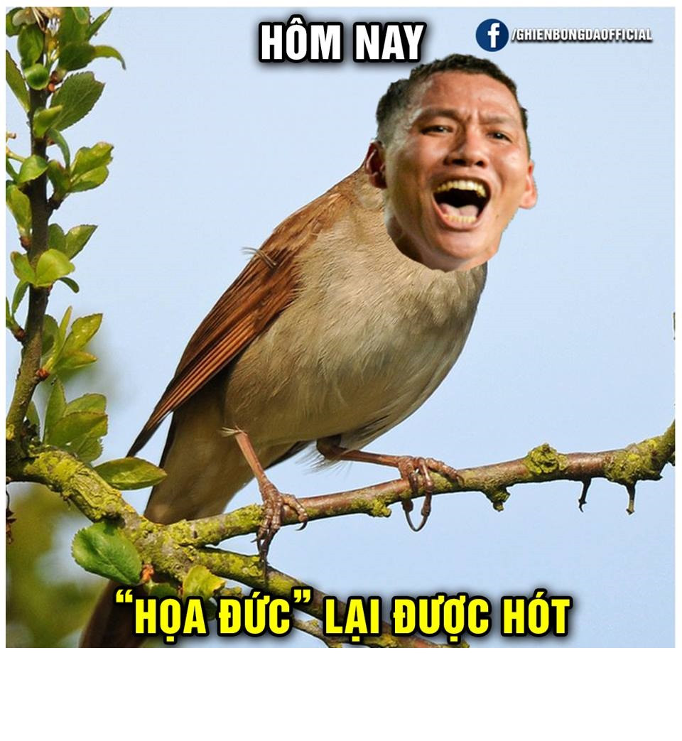 "Họa Đức" hôm nay vẫn hot trong ngày lập đội tuyển Viêt Nam thắng trận từ Philippines trở về.