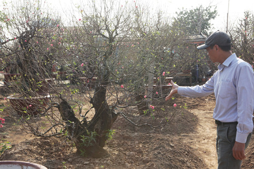 Chủ sở hữu của loại đào này là anh Trần Tuấn Việt, có thâm niên nhiều năm làm nghề tại làng đào Nhật Tân. Anh Việt cho biết, hiện tại gia đình anh có gần 10 gốc, một số cây đã cho khách thuê.