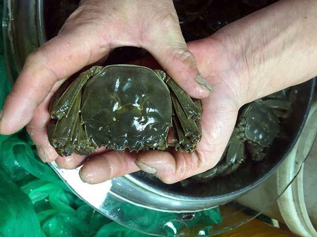 Không chỉ các cửa hàng hải sản bán cua này, một số nhà hàng ở TP.HCM và Hà Nội cũng chế biến thành món đặc sản. Giá của loại cua này tại các nhà hàng lên tới 3 - 4 triệu đồng/kg.