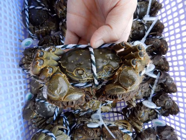 Sở dĩ được gọi là cua lông vì chân có lông, trọng lượng nhỏ. Loại cua này có phần gạch béo, ngậy khác hẳn với cua Việt Nam, còn thịt thì ngọt đậm và chắc.