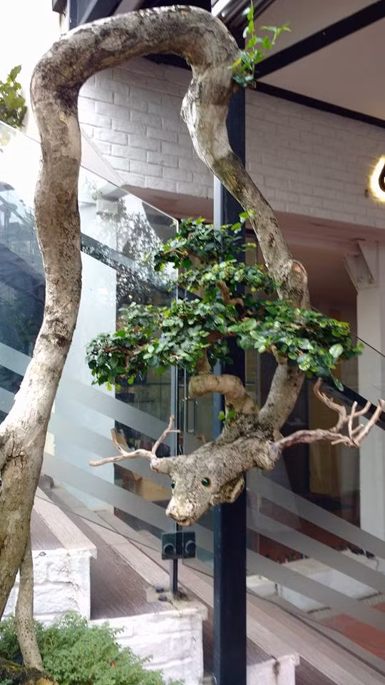 Ông Thọ cho biết, chơi cây cảnh là phải có tình yêu và sự đam mê. Giá cây cảnh có thể dựa vào nhiều yếu tố khác nhau để định giá. Như độ tuổi của cây, xuất xứ, nguồn gốc, dáng, thế của cây… “Song chơi cây nghệ thuật là vô giá. Bởi với người biết chơi, thích chơi thì cây ổi này có giá rất đắt, hoặc vô giá, song người không thích thì nó không có giá trị gì, có khi cho họ cũng chẳng lấy. Vì thế với tôi cây ổi này là vô giá, thì nhiều người trả tiền tỷ cũng không có ý nghĩa gì” – ông Thọ chia sẻ.